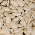 Semillas de calabaza híbridas comunes con cáscara